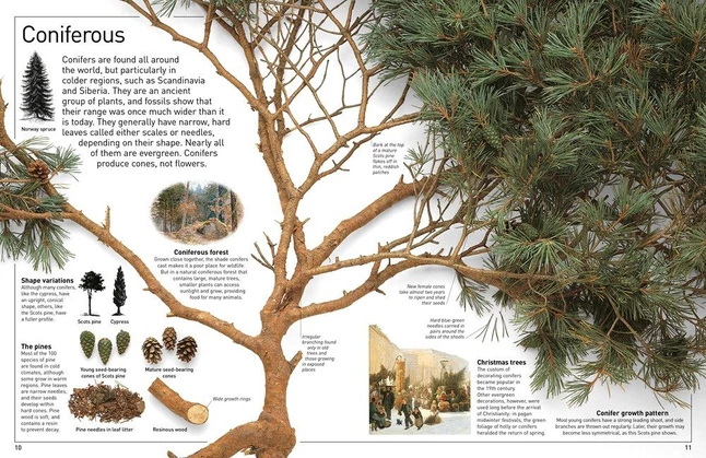 Best deal π *Non-Branded DK Eyewitness Books: Tree, Discover The Fascinating World Of Trees From Tiny Seeds To Mighty Forest Giants π 2 Best deal π *Non-Branded DK Eyewitness Books: Tree, Discover The Fascinating World Of Trees From Tiny Seeds To Mighty Forest Giants π - Image 2