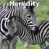 Best deal 😉 Delta Science Content Readers Heredity Purple Book, Pack Of 8 🛒