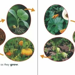 Alternative view of New 🔔 Delta Science Delta Education Science First Big Book, Plants 🛒